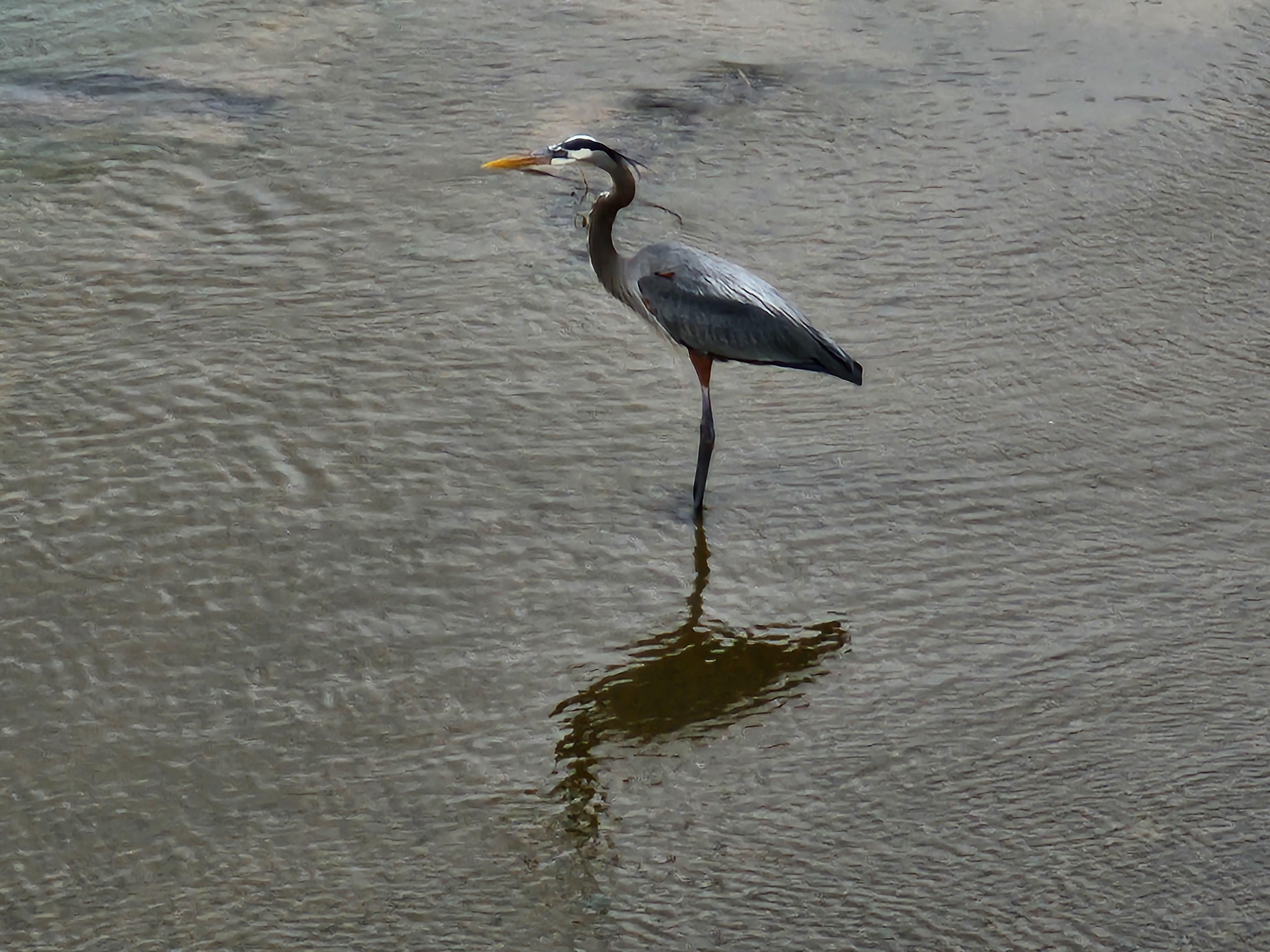 A photo of a Heron painted by Lance McNeel